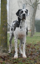 Ch. OFFCA from Minitz