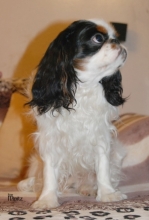 Ch. My Exotic World BLAZE OF GLORY