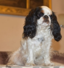 Ch. THERESSE od Dvou ořechů