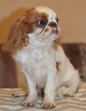 AUDREY od Dvou ořechů