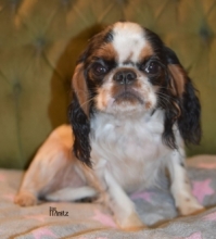 DIANNE LADY from Minitz