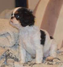 ELIZABETH from Minitz