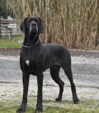 RODOLPHA from Minitz