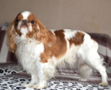 Ch. Cavikaans JAMES at SkeldaleHouse