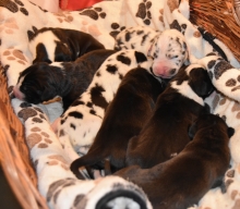 vrh C / litter C / Würfe C