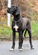 ARWENN ROSE In Nuce Minitz