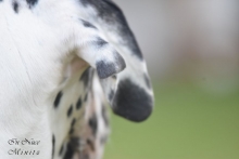 ATHOS MYLORD Kralovská doga